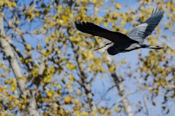 Blauwe Reiger Vliegen Langs Boom Herfst — Stockfoto