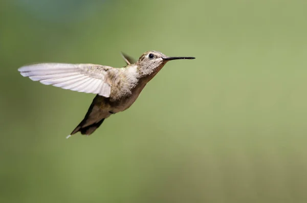 Svarthakad Kolibri Svävar Luften Djupt Inne Skogen — Stockfoto