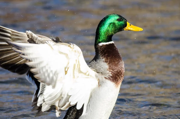 Mallard Duck Estirando Sus Alas Mientras Descansa Agua — Foto de Stock