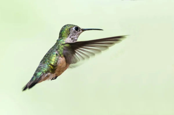 Entzückender Kleiner Kolibri Der Tief Wald Flug Schwebt — Stockfoto