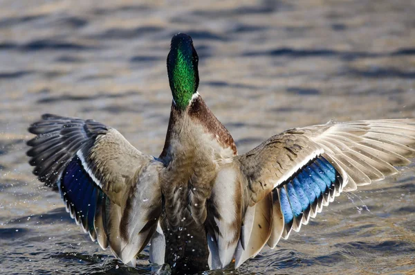 Mallard Duck Strekte Zijn Vleugels Uit Terwijl Hij Rustte Het — Stockfoto