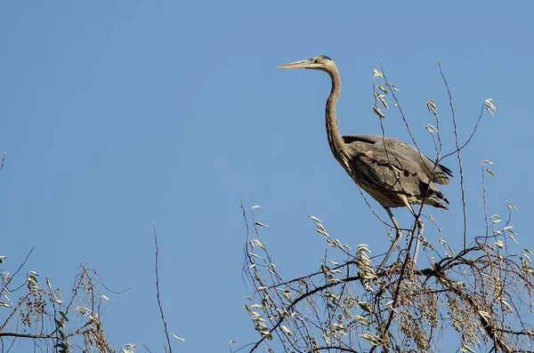 Great Blue Heron Perched Tree Tops — Stock Photo, Image