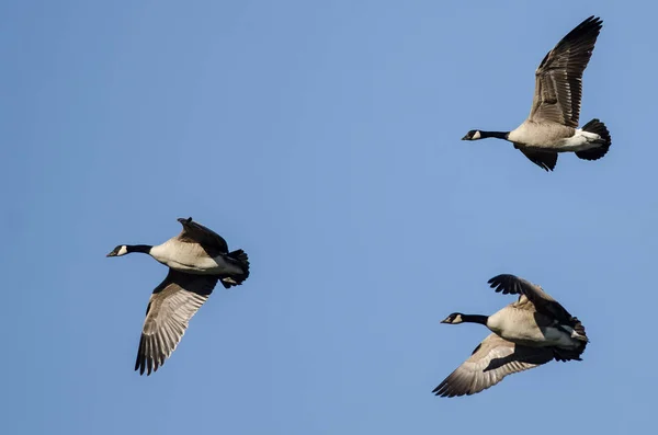 三只加拿大鹅在蓝天中飞翔 — 图库照片