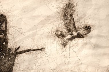 sedir ağacından kalktıktan kırmızı - kuyruklu şahin