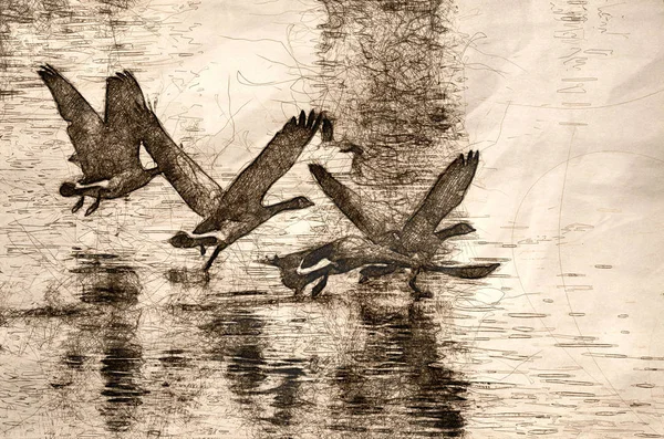 Kanadagänse fliegen über Wasser — Stockfoto