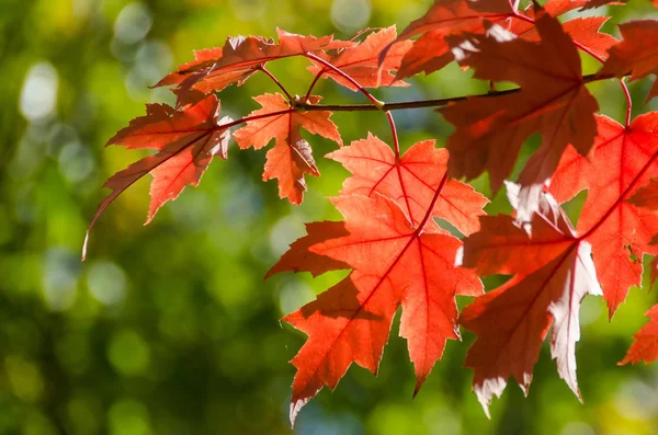 深红色枫叶展示秋天的优雅 — 图库照片