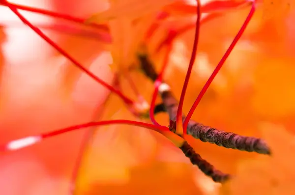 Crimson Maple Leaves Exposing Elegance Autumn — стоковое фото