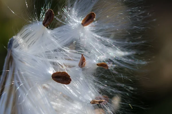 Nature Abstract Elegant White Milkweed Fibers Presenting Seeds — Stock Photo, Image