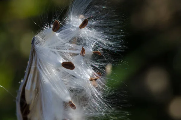 Fibras Milkweed Brancas Elegantes Que Apresentam Suas Sementes — Fotografia de Stock