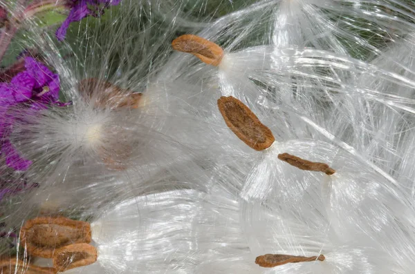 씨앗을 퍼뜨리는 화식조 — 스톡 사진