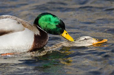 Bir çift Mallard Ördeği Suda Çiftleşiyor