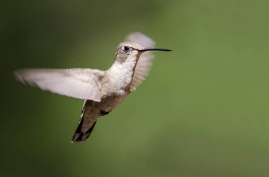 Siyah çeneli sinek kuşu uçuş Hovering ormanın derinliklerinde