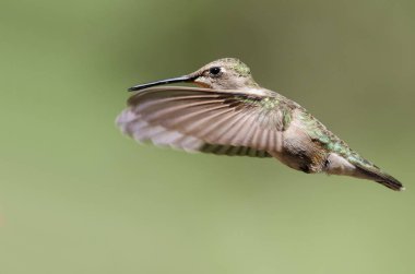 Siyah çeneli sinek kuşu uçuş Hovering ormanın derinliklerinde