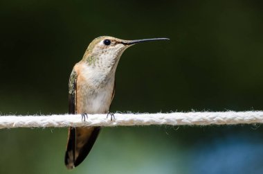 Rufous Hummingbird Bir parça beyaz çamaşır ipine tünemiş