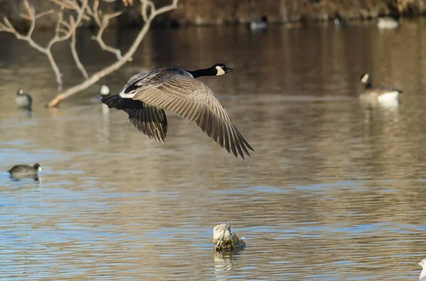 Canada Goose Flyger Lågt Över Höstens Våtmarker — Stockfoto