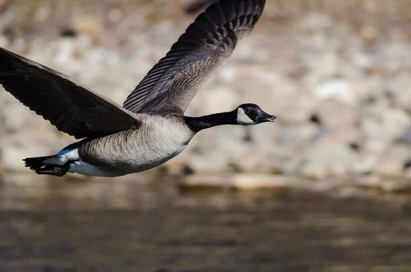 Canada Goose Tar Till Flygning Över Floden Bevattnar — Stockfoto