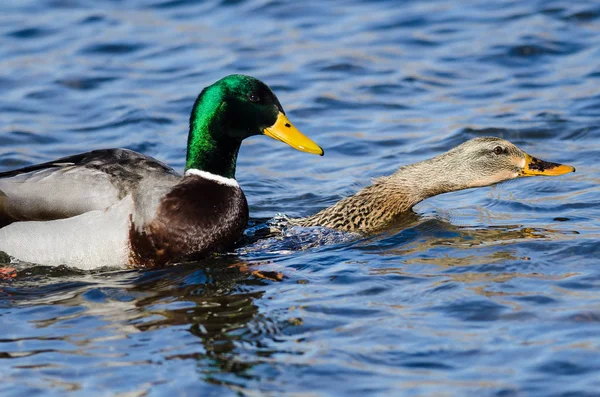 Par Patos Mallard Acasalando Água — Fotografia de Stock