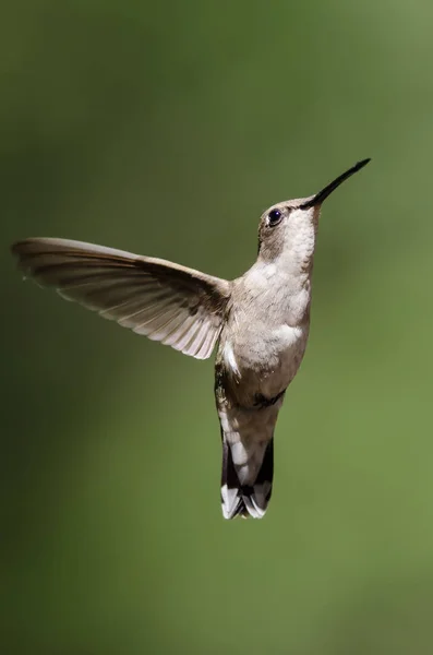 Colibrí Negro Chinned Flotando Vuelo Profundo Bosque —  Fotos de Stock