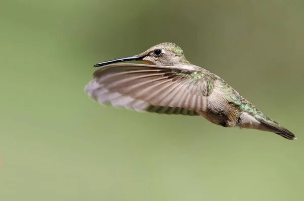 Colibrí Negro Chinned Flotando Vuelo Profundo Bosque —  Fotos de Stock