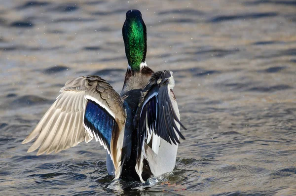 Canard Colvert Étirant Ses Ailes Tout Reposant Sur Eau — Photo