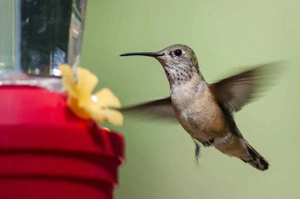 Rufous Колибри Прибытие Кормильца Еды — стоковое фото