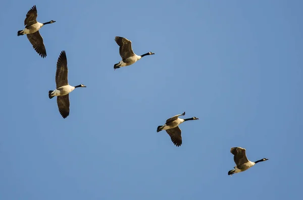 Flock Canada Gäss Som Flyger Blå Himmel — Stockfoto