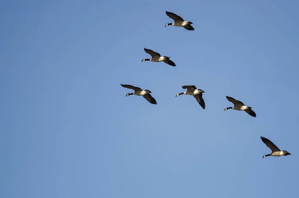 Flock Canada Geese Πετώντας Ένα Μπλε Ουρανό — Φωτογραφία Αρχείου