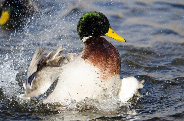 Mallard Duck Playing Splashing Cool Refreshing Water Stock Picture
