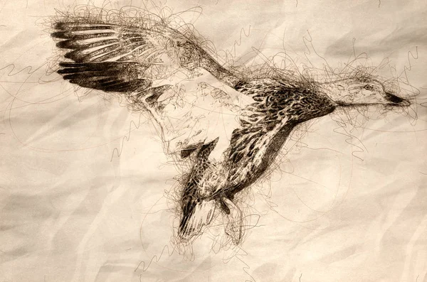 Mallard Ördeği Soğuk Su 'ya iniyor — Stok fotoğraf