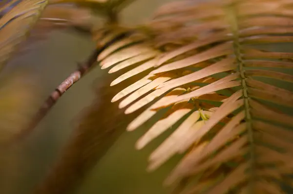Golden Needles Dawn Redwood Autumn — Stock Photo, Image