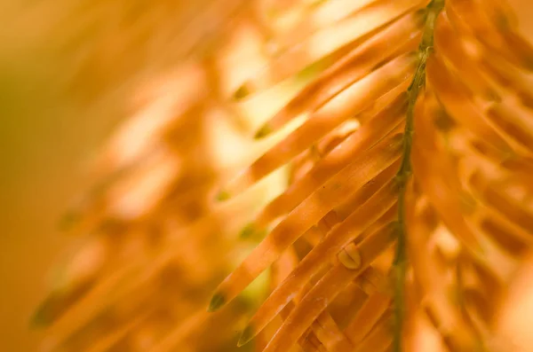 Nature Abstract Golden Needles Dawn Redwood Autumn — Stock Photo, Image