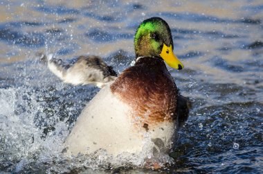 Mallard Duck Serin ve Ferahlatıcı Su 'da Oynuyor ve Sıçrıyor