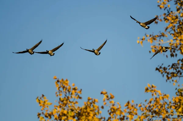 Kanadagänse Fliegen Tief Über Die Herbstbäume — Stockfoto