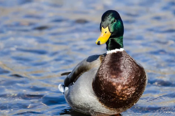 Anatra Reale Che Riposa Lungo Bordo Dell Acqua — Foto Stock