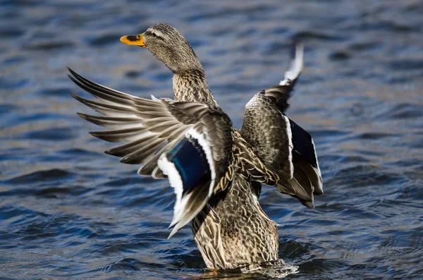 Mallard Kachna Roztažení Jeho Křídla Při Odpočinku Vodě — Stock fotografie