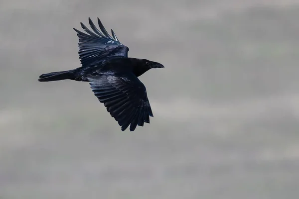 Common Black Raven Flying Over the Canyon Floor