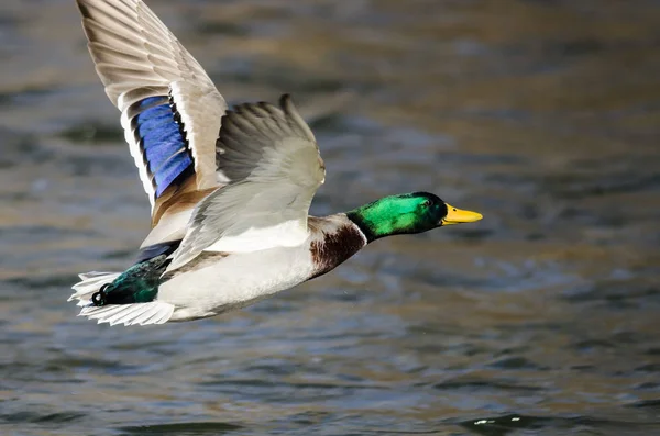 Mallard Pato Volando Sobre Río Que Fluye —  Fotos de Stock