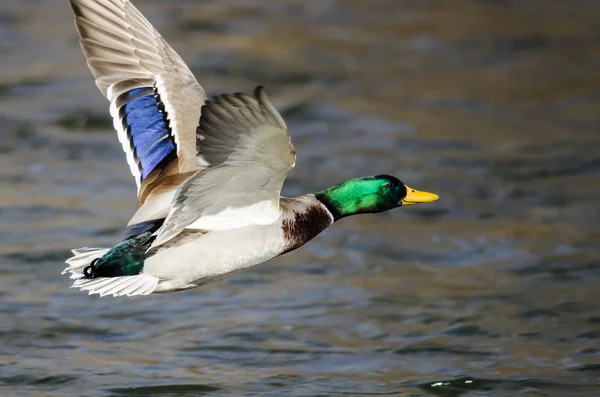 Mallard Pato Volando Sobre Río Que Fluye — Foto de Stock