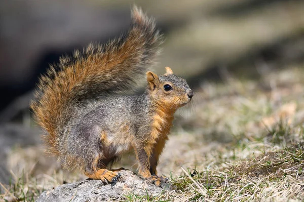 Feliz Pequeno Esquilo Vermelho Grama — Fotografia de Stock