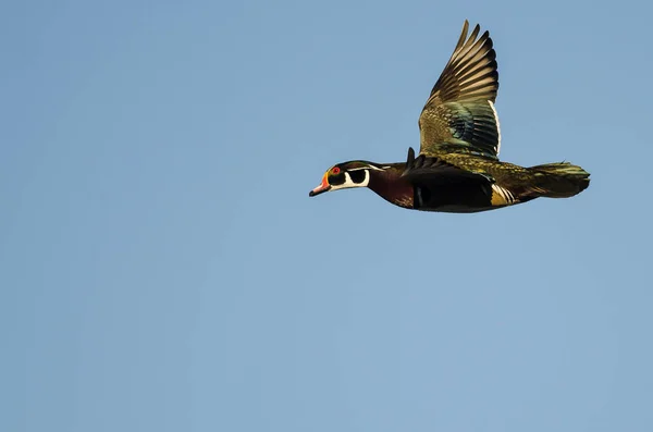 Pato Madera Volando Cielo Azul — Foto de Stock