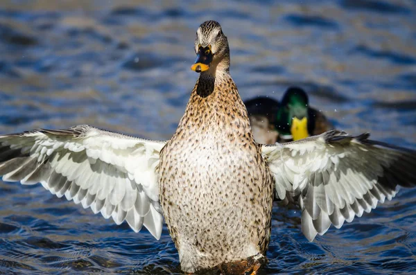 Mallard Duck Strekte Zijn Vleugels Uit Terwijl Hij Rustte Het — Stockfoto