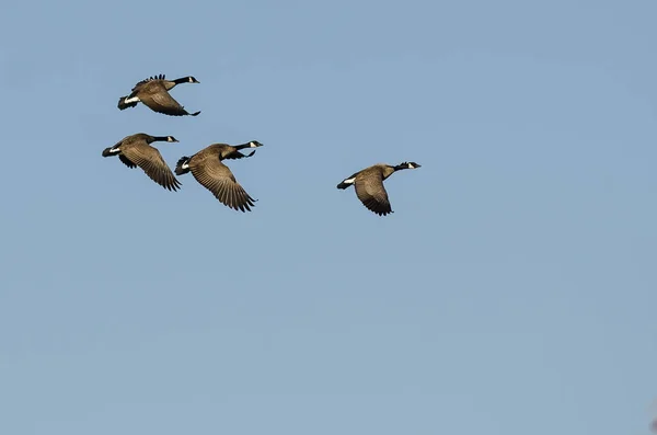 Flock of Canada Geese Flying in a Blue Sky