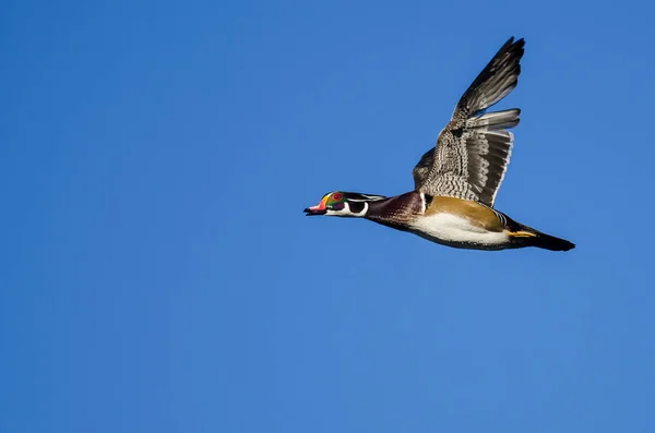 Canard Bois Volant Dans Ciel Bleu — Photo