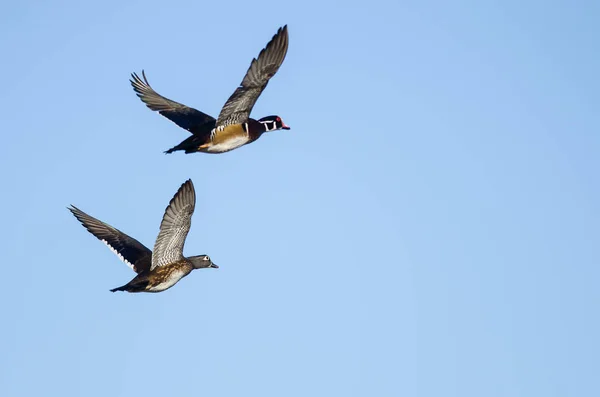 Par Patos Madera Volando Cielo Azul —  Fotos de Stock