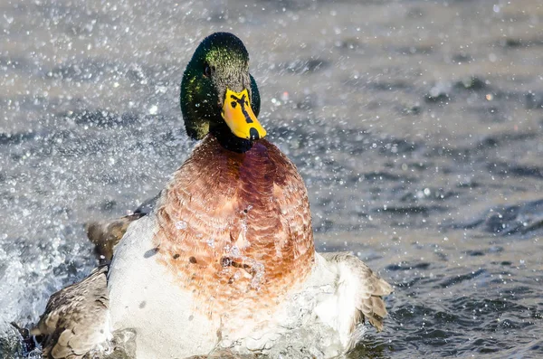 Anatra Reale Che Gioca Schizza Nell Acqua Fresca Rinfrescante — Foto Stock