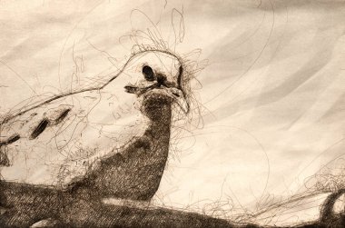 yas ağaca tünemiş güvercin