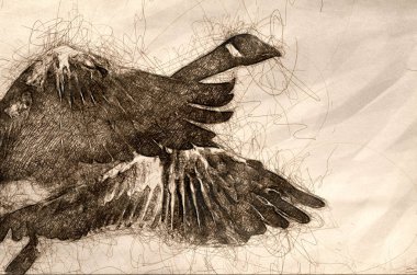 Yalnız Kanada Kaz 'ı Mavi Gökte Uçuyor