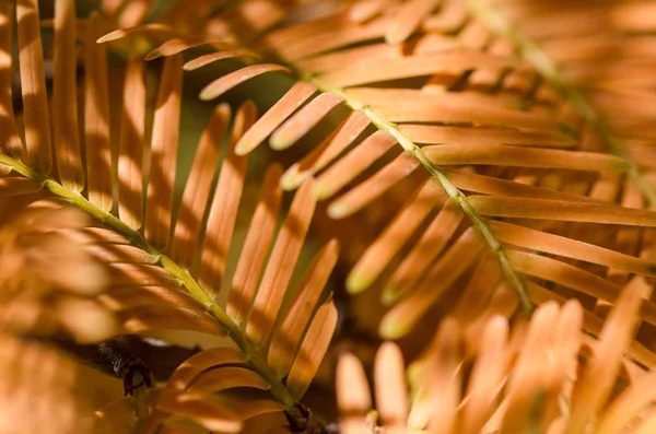 Τις Χρυσές Βελόνες Του Την Αυγή Redwood Για Φθινόπωρο — Φωτογραφία Αρχείου