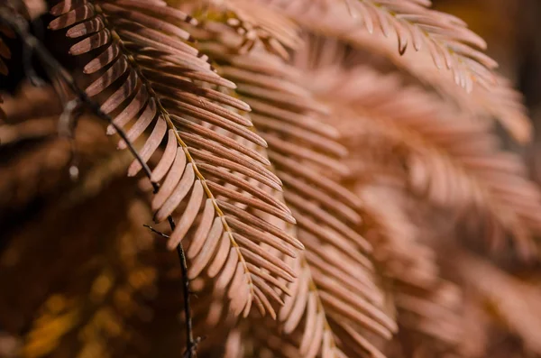 Gouden Naalden Van Dawn Redwood Herfst — Stockfoto