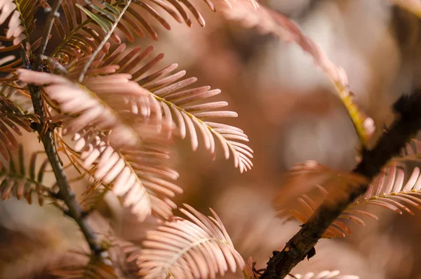 Las Agujas Oro Secuoya Del Amanecer Otoño —  Fotos de Stock